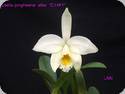 Laelia jongheana alba